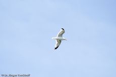 Silbermöve (5 von 5).jpg